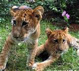 2 lionceaux