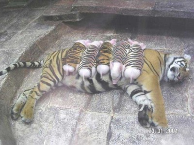 bébé cochon et maman tigresse